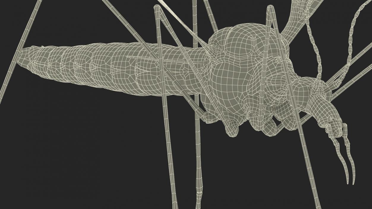 3D Crane Fly Gallinipper Mosquito Rigged for Cinema 4D