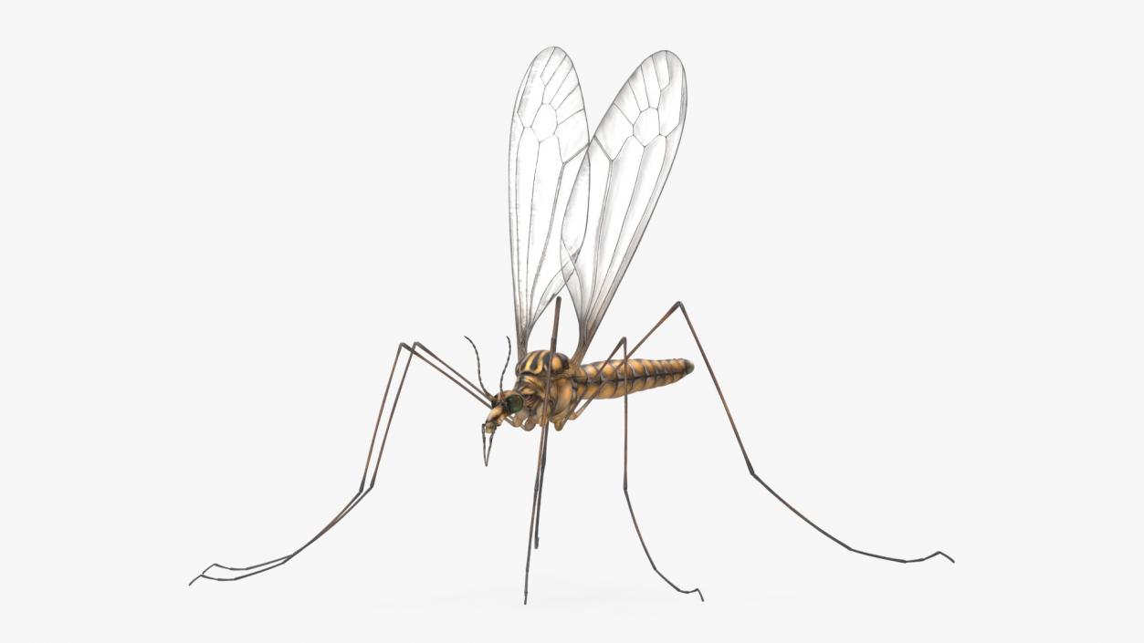 3D Crane Fly Gallinipper Mosquito Rigged for Cinema 4D