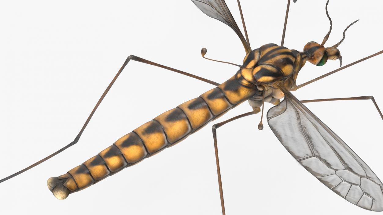 3D Crane Fly Gallinipper Mosquito Rigged for Cinema 4D