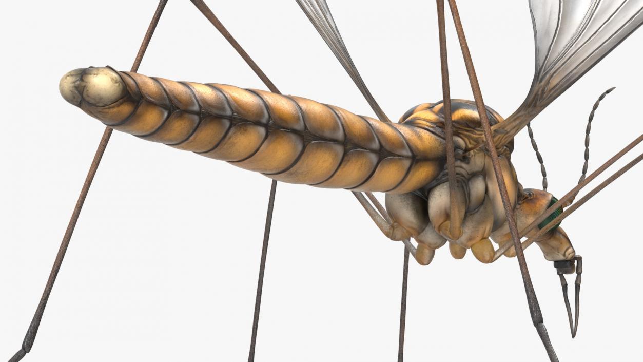 3D Crane Fly Gallinipper Mosquito Rigged for Cinema 4D