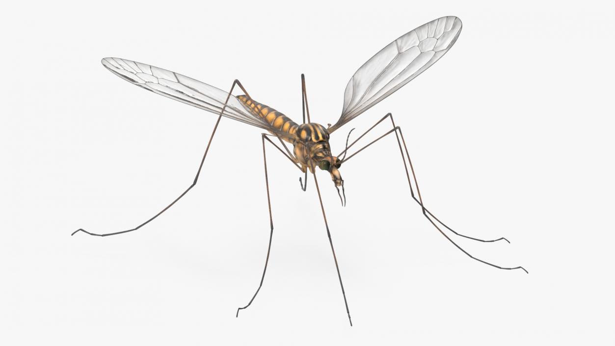 3D Crane Fly Gallinipper Mosquito Rigged for Cinema 4D