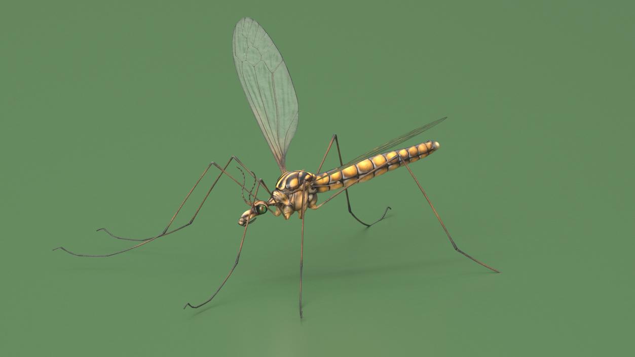 3D Crane Fly Gallinipper Mosquito Rigged for Cinema 4D