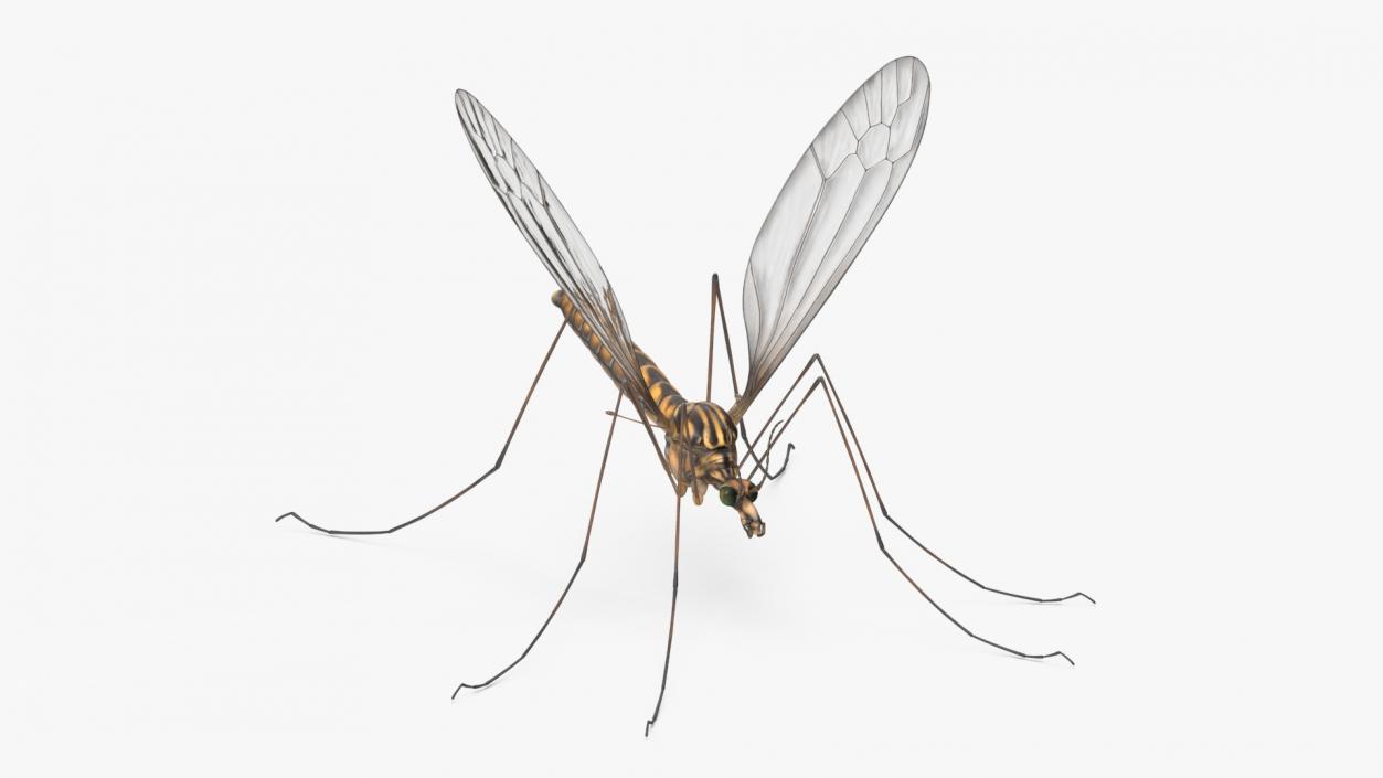 3D Crane Fly Gallinipper Mosquito Rigged for Cinema 4D