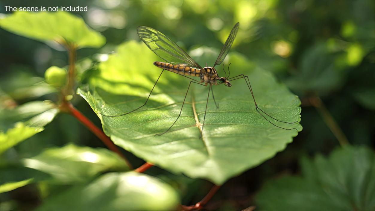 3D Crane Fly Gallinipper Mosquito Rigged for Cinema 4D