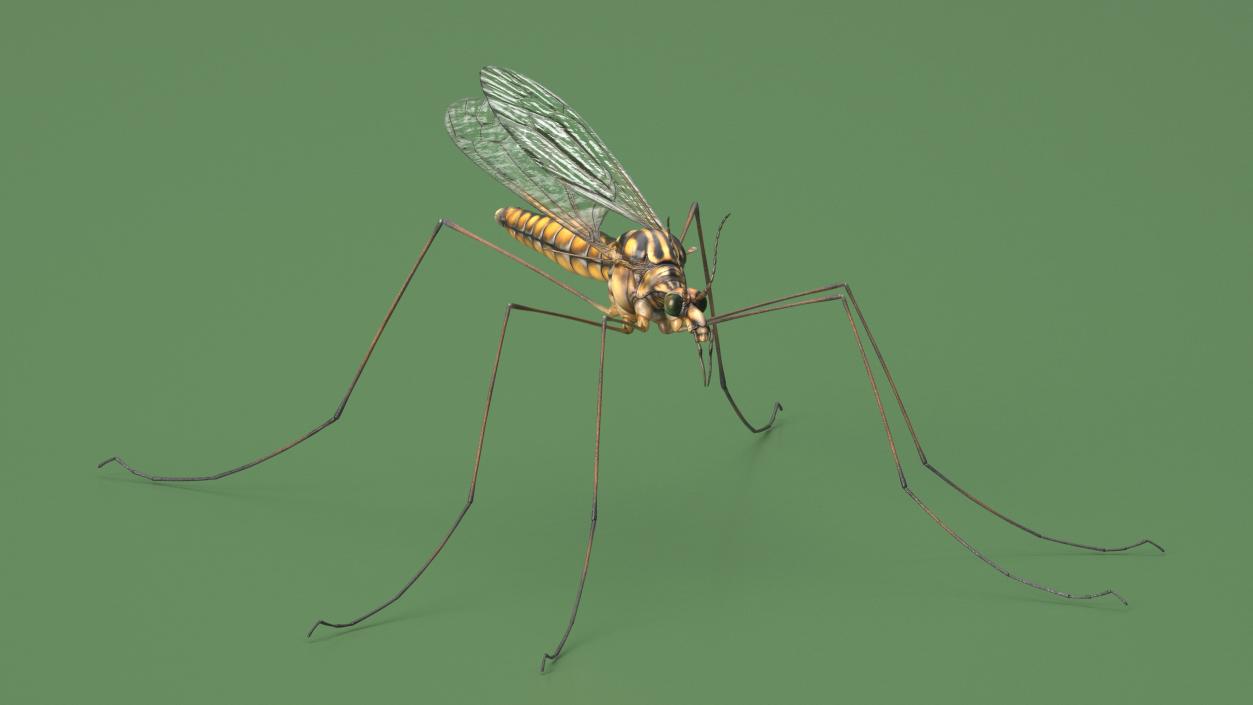 3D Crane Fly Gallinipper Mosquito Rigged for Cinema 4D