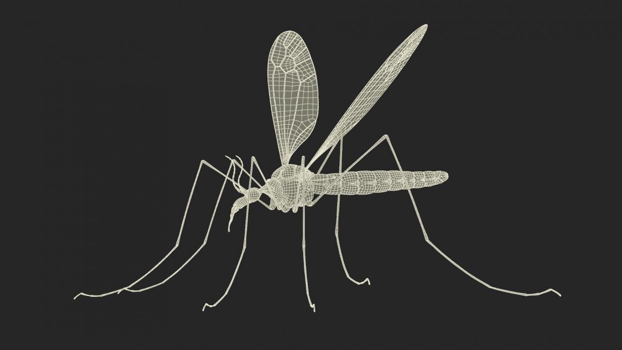 3D Crane Fly Gallinipper Mosquito Rigged for Cinema 4D