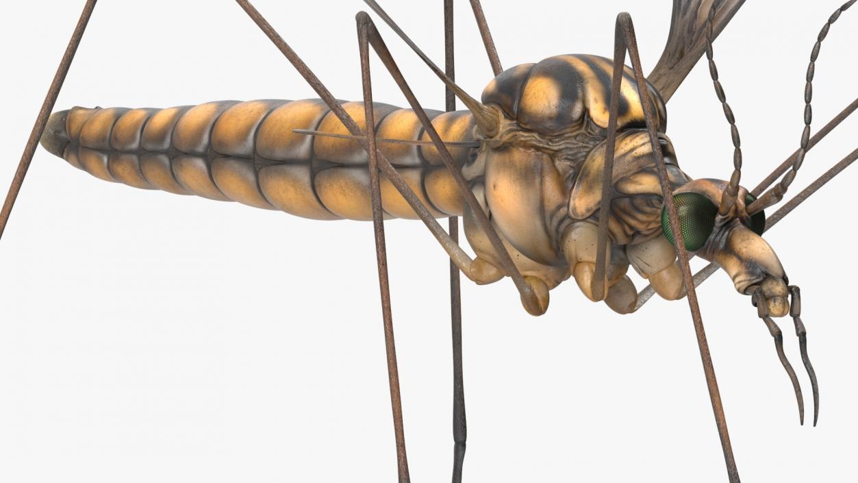 3D Crane Fly Gallinipper Mosquito Rigged for Cinema 4D