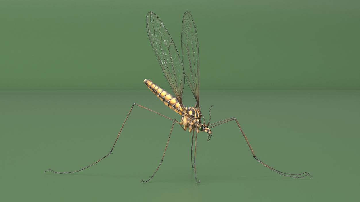 3D Crane Fly Gallinipper Mosquito Rigged for Cinema 4D