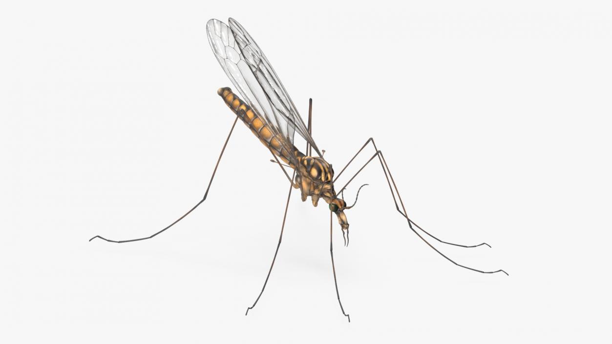 3D Crane Fly Gallinipper Mosquito Rigged for Cinema 4D