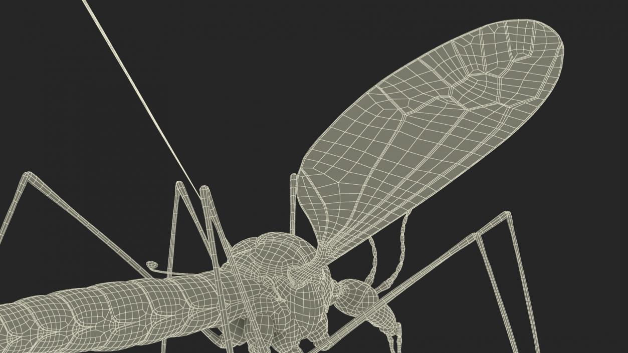 3D Crane Fly Gallinipper Mosquito Rigged for Cinema 4D