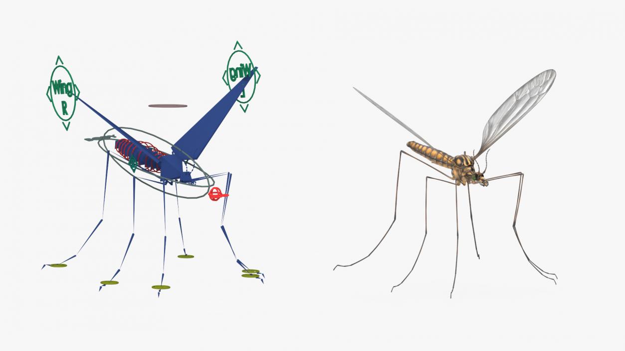 3D Crane Fly Gallinipper Mosquito Rigged for Cinema 4D