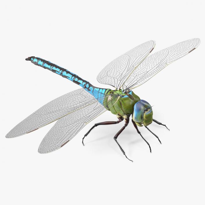 3D model Dragonfly Rigged for Maya