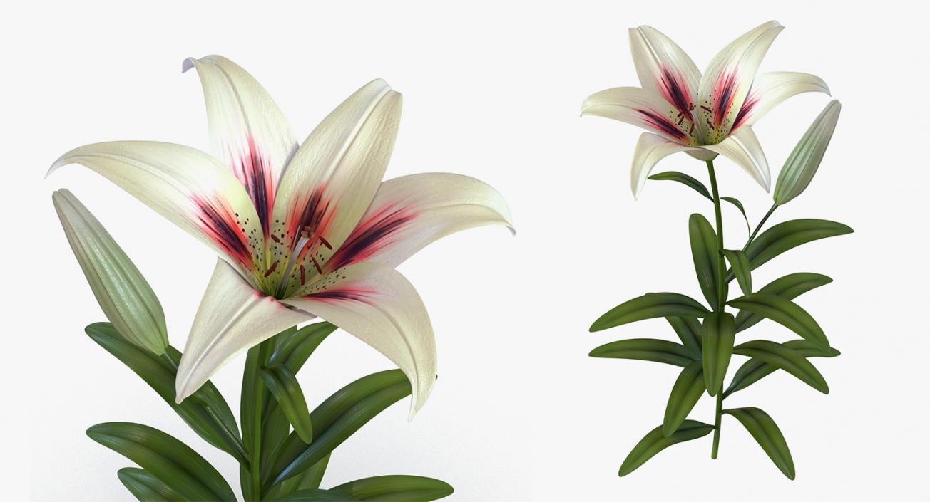 3D model Flowers Collection 8