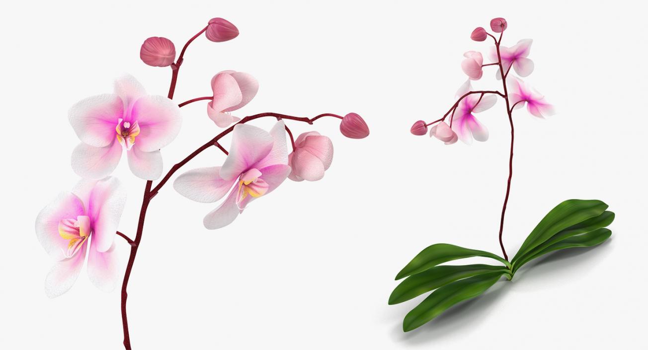 3D model Flowers Collection 8