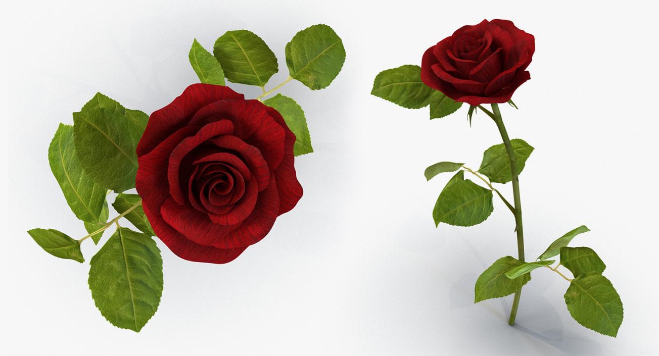 3D model Flowers Collection 8