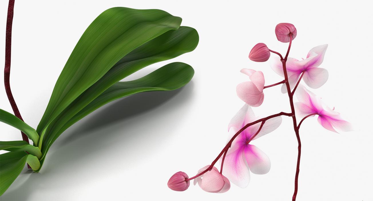 3D model Flowers Collection 8