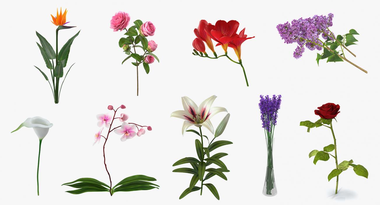 3D model Flowers Collection 8