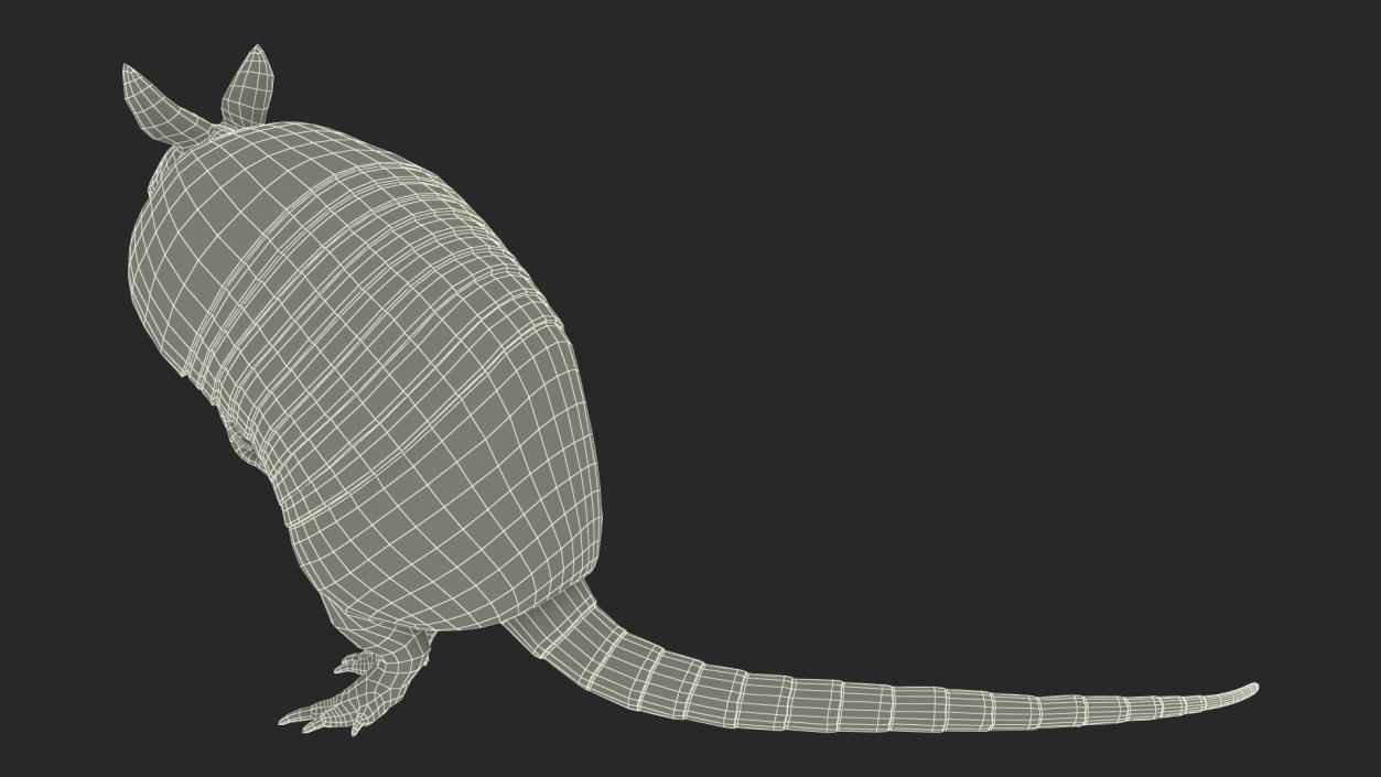 3D model Armadillo in Hind Legs Pose Black 2