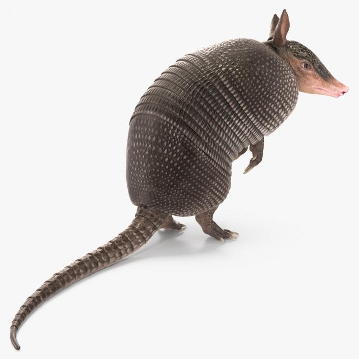 3D model Armadillo in Hind Legs Pose Black 2