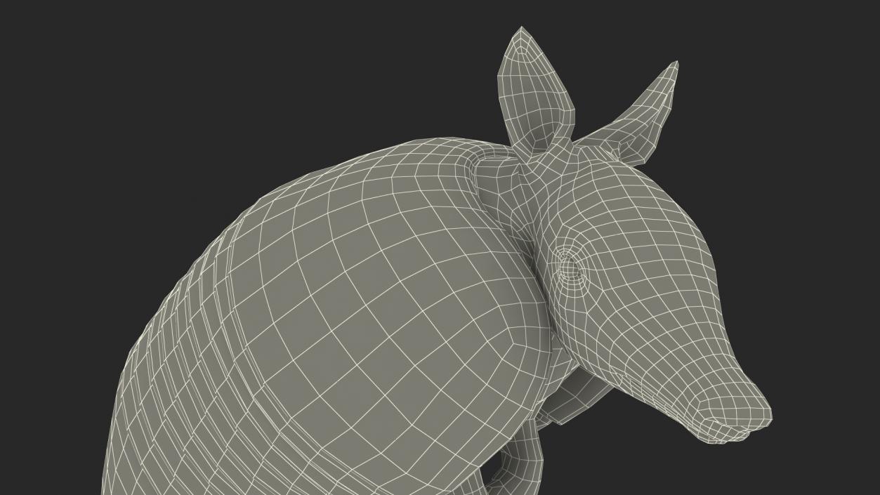 3D model Armadillo in Hind Legs Pose Black 2