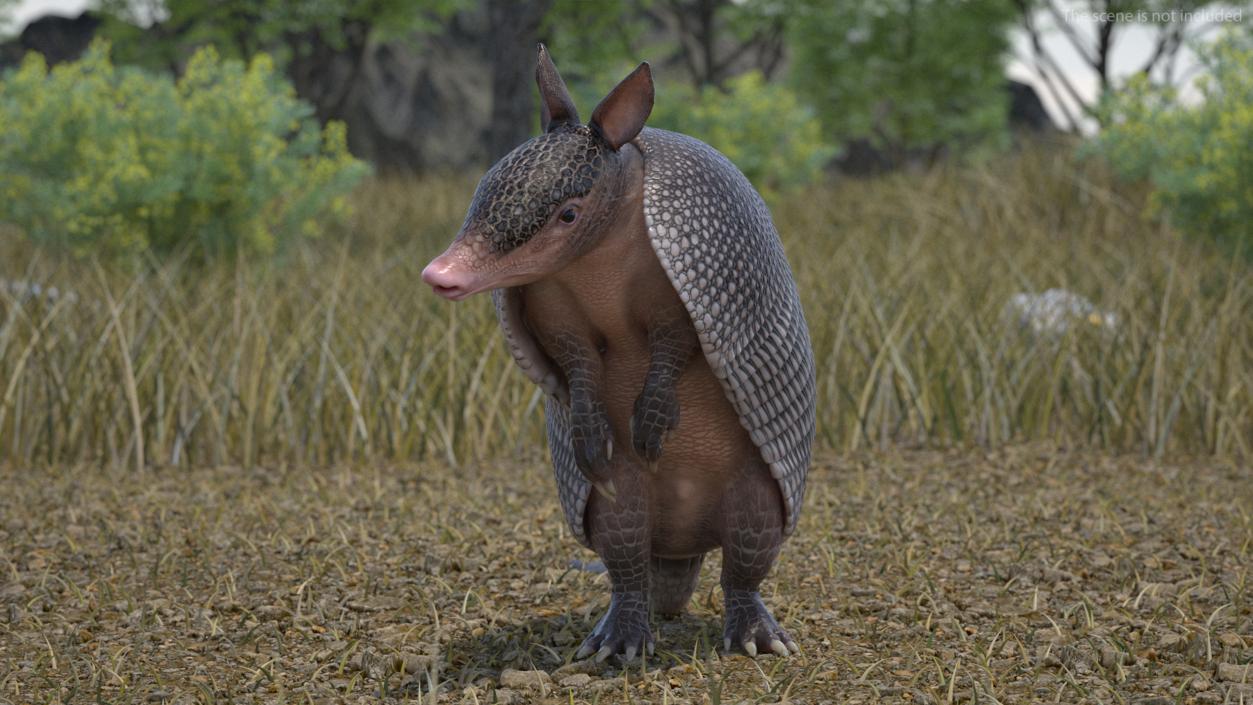 3D model Armadillo in Hind Legs Pose Black 2