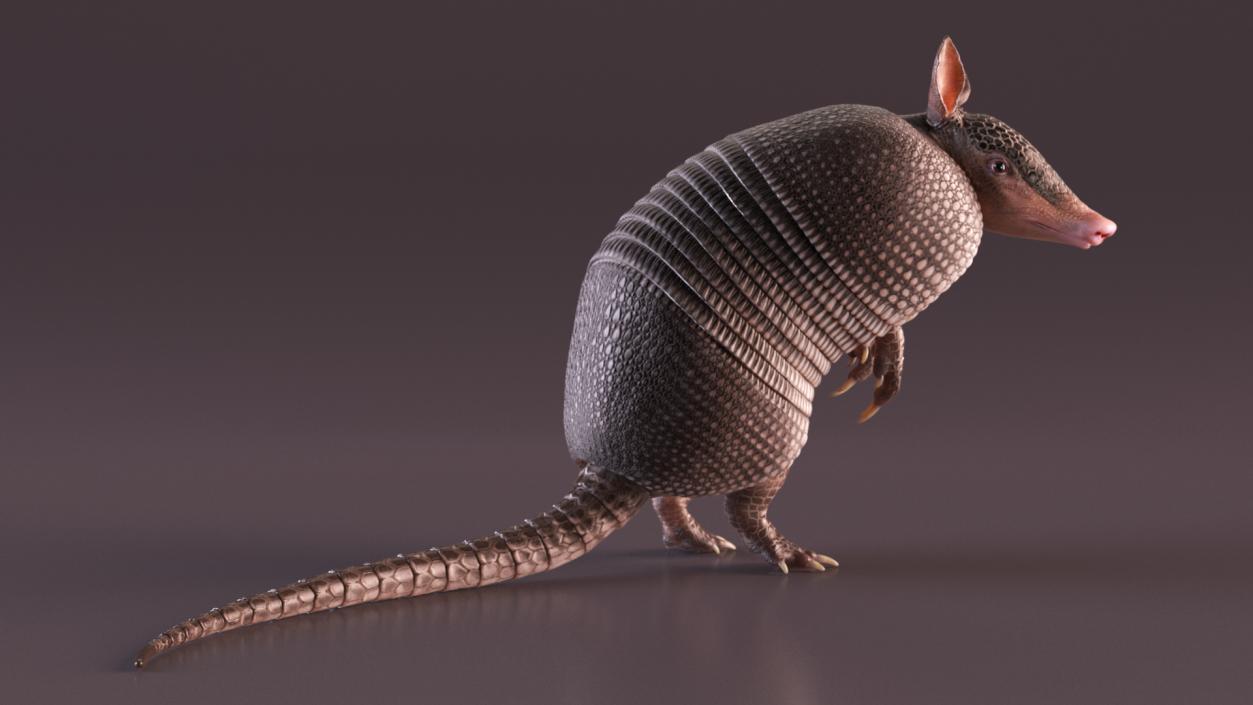 3D model Armadillo in Hind Legs Pose Black 2