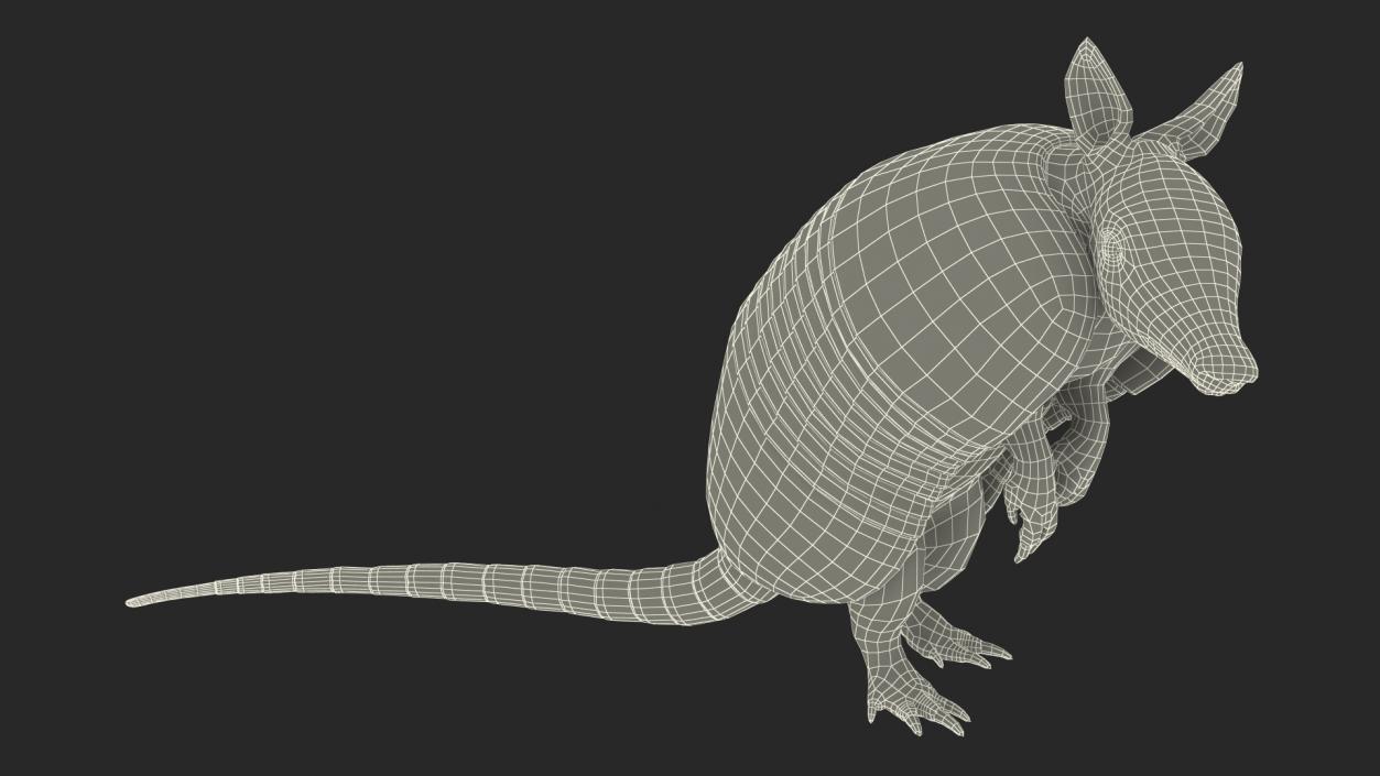 3D model Armadillo in Hind Legs Pose Black 2