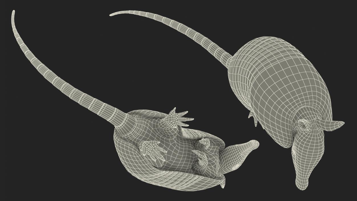 3D model Armadillo in Hind Legs Pose Black 2