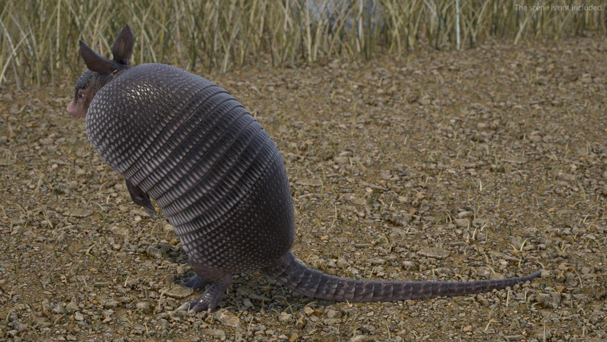 3D model Armadillo in Hind Legs Pose Black 2