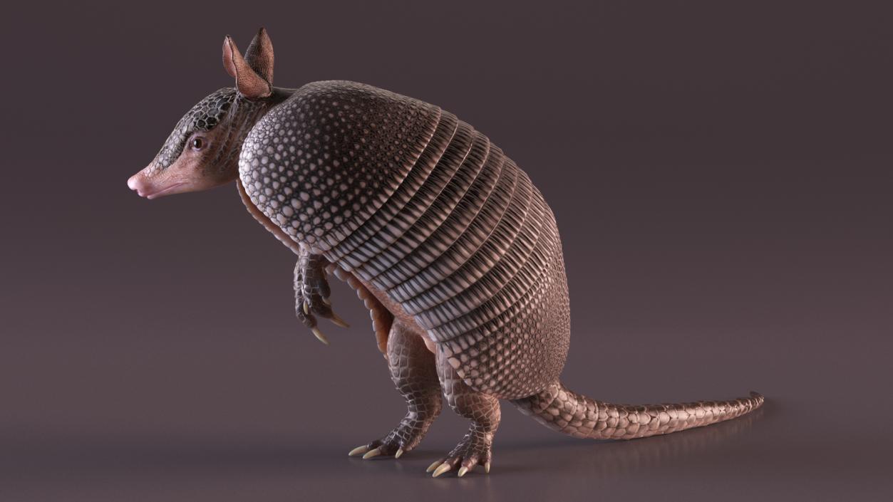 3D model Armadillo in Hind Legs Pose Black 2