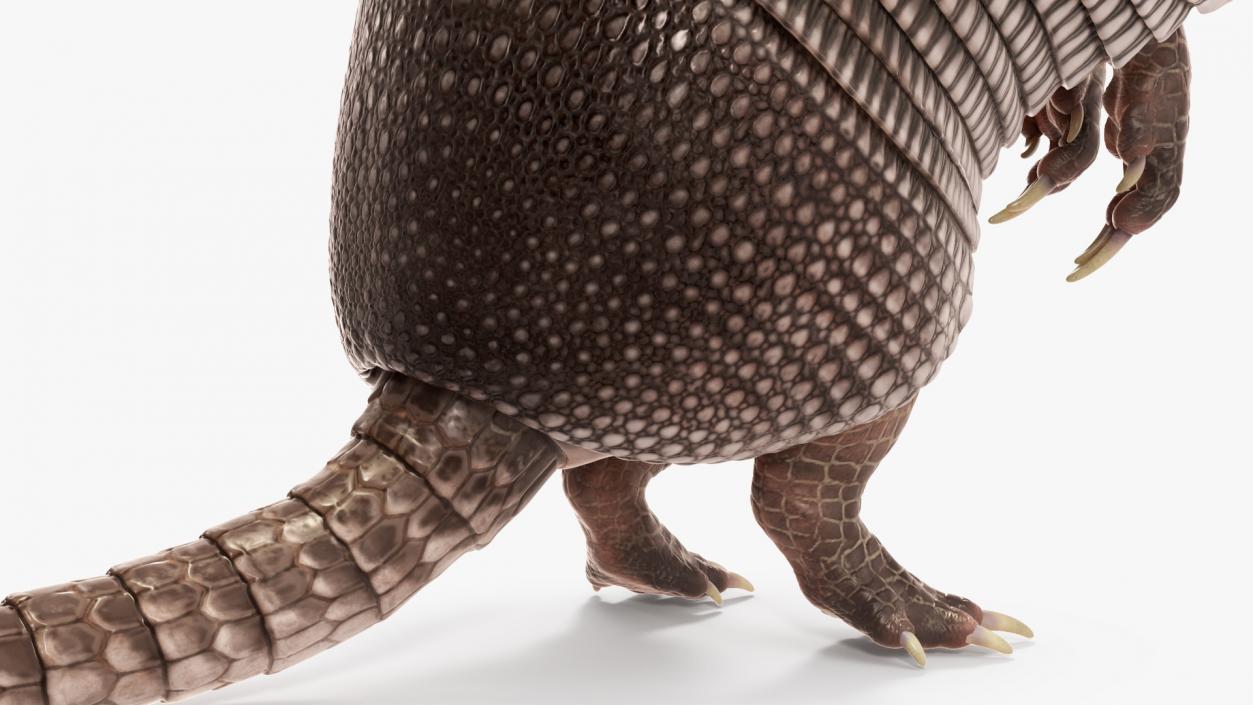 3D model Armadillo in Hind Legs Pose Black 2