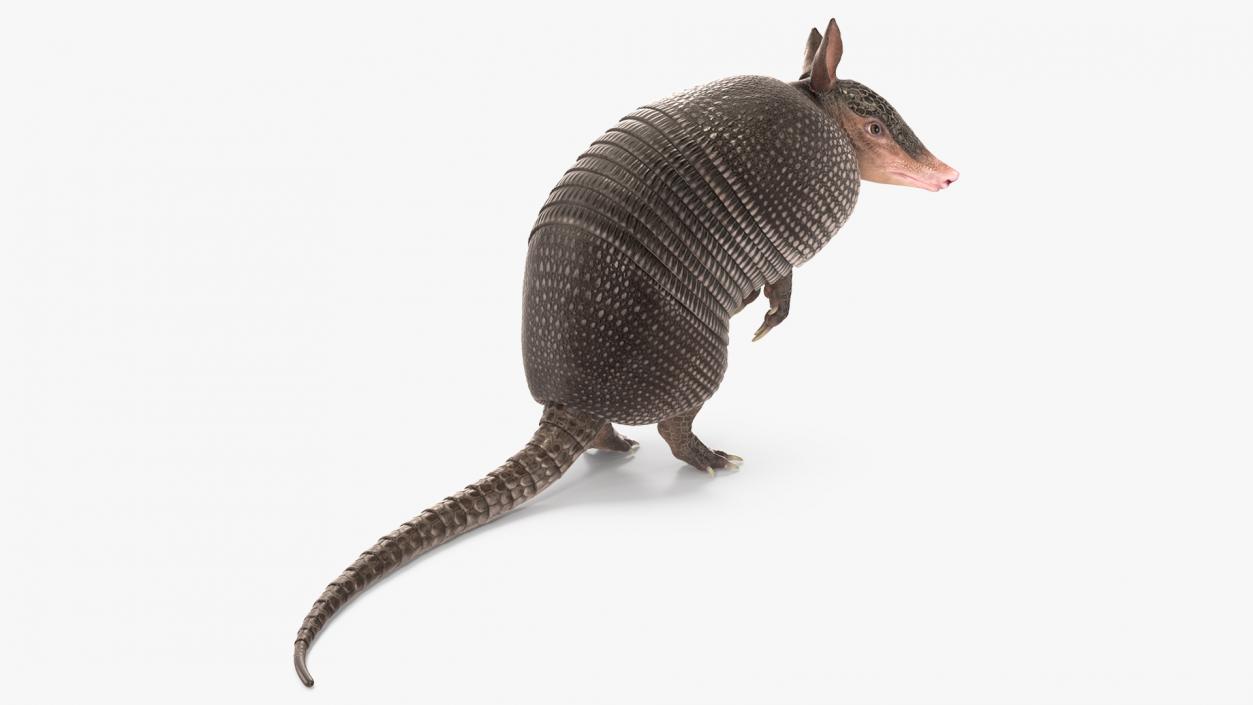 3D model Armadillo in Hind Legs Pose Black 2