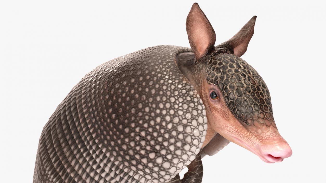 3D model Armadillo in Hind Legs Pose Black 2