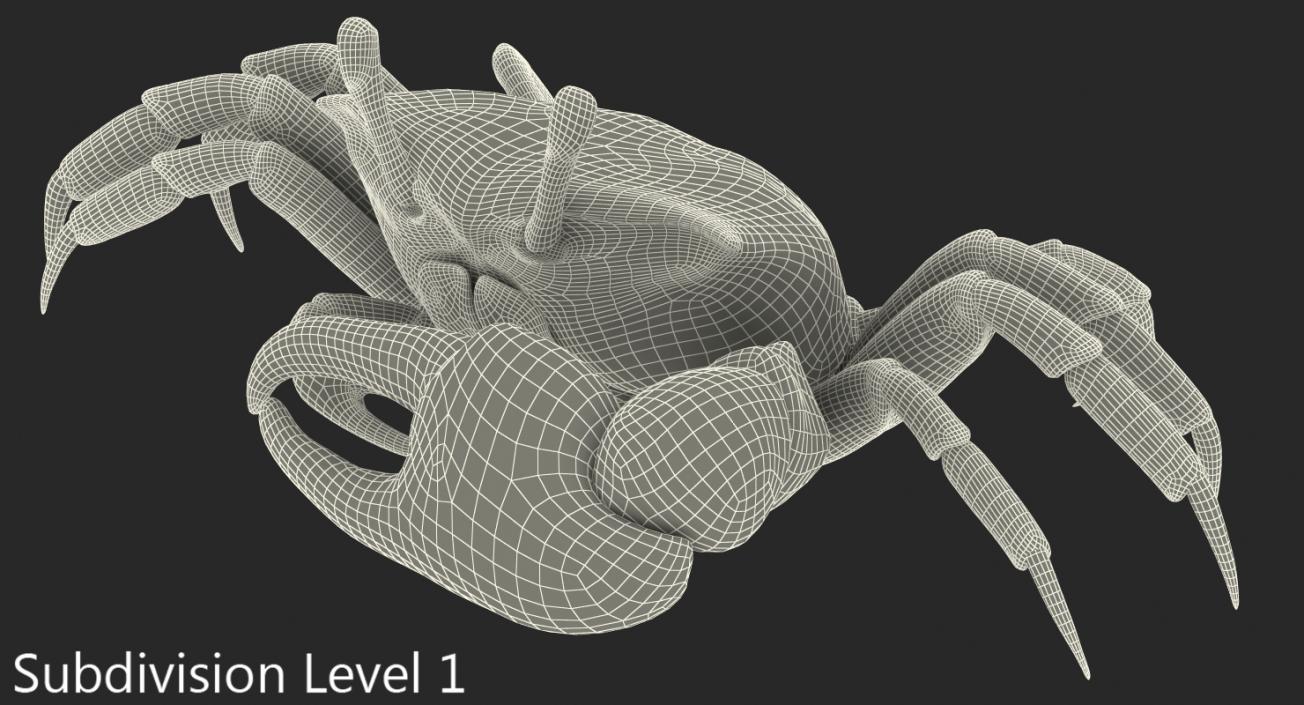 3D model Calling Crab Sitting Pose