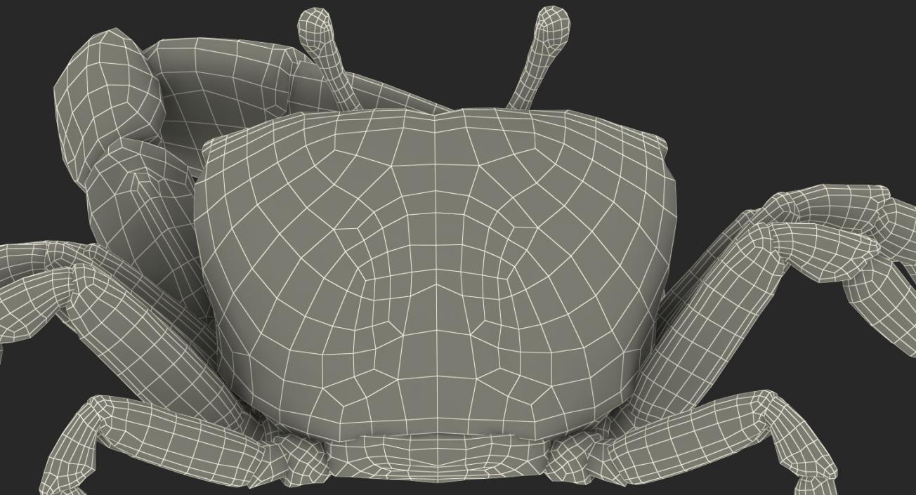 3D model Calling Crab Sitting Pose