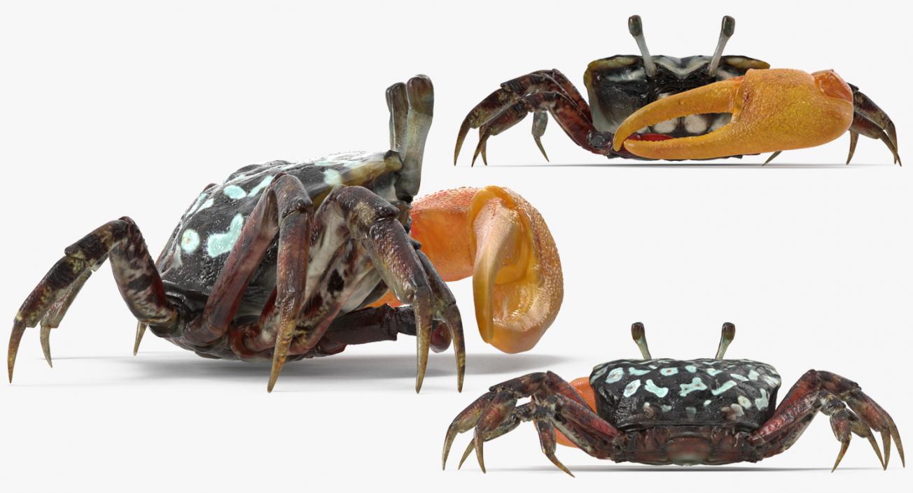 3D model Calling Crab Sitting Pose