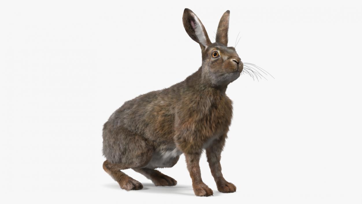 3D Lepus Americanus Sitting Pose Fur model