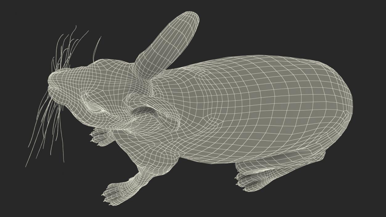 3D Lepus Americanus Sitting Pose Fur model