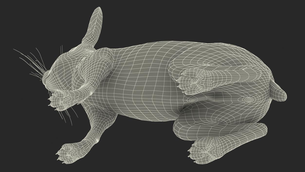 3D Lepus Americanus Sitting Pose Fur model