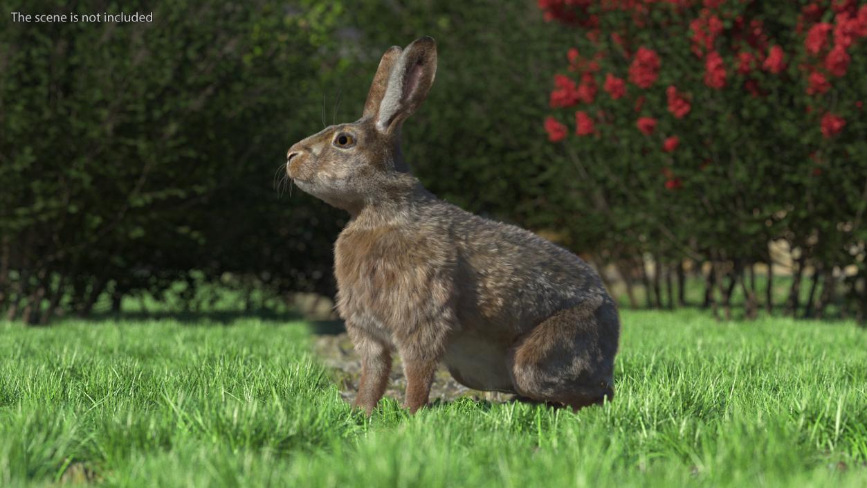 3D Lepus Americanus Sitting Pose Fur model