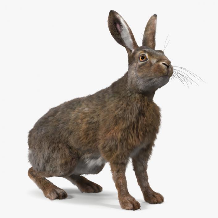 3D Lepus Americanus Sitting Pose Fur model