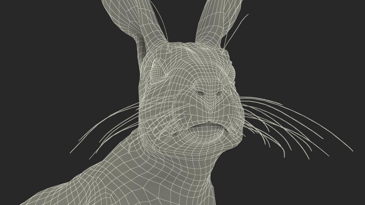 3D Lepus Americanus Sitting Pose Fur model