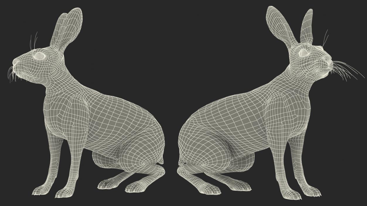 3D Lepus Americanus Sitting Pose Fur model