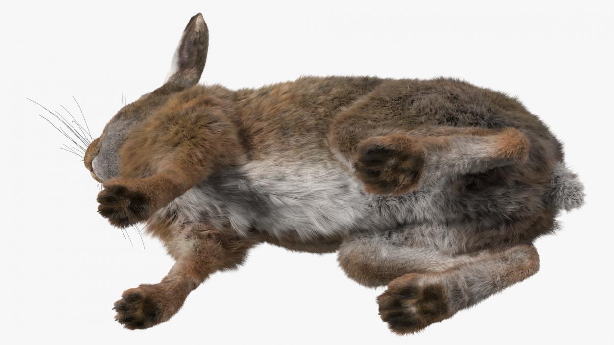 3D Lepus Americanus Sitting Pose Fur model