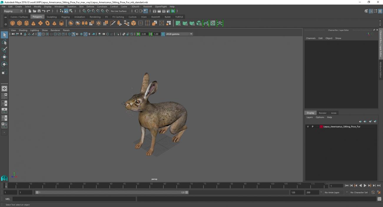 3D Lepus Americanus Sitting Pose Fur model