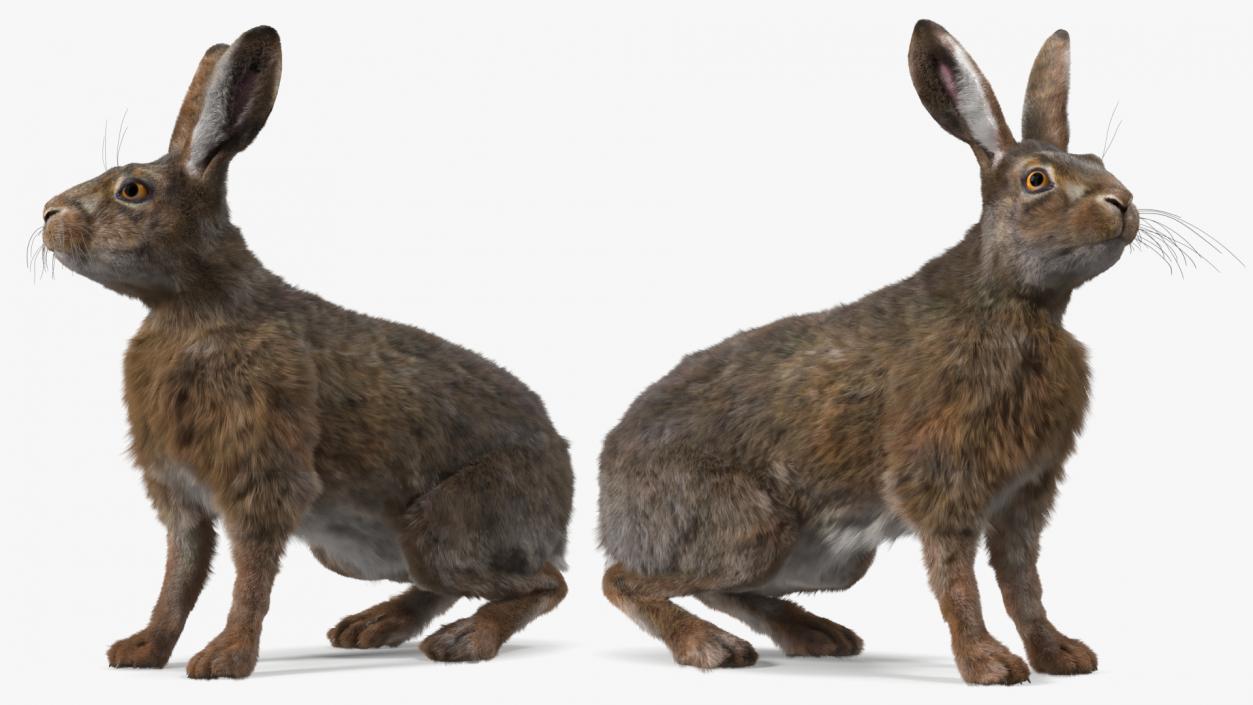 3D Lepus Americanus Sitting Pose Fur model