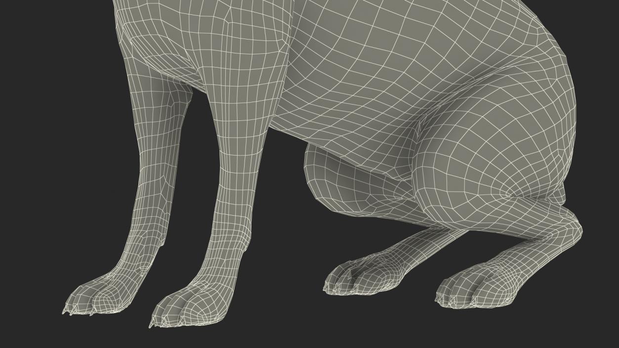 3D Lepus Americanus Sitting Pose Fur model