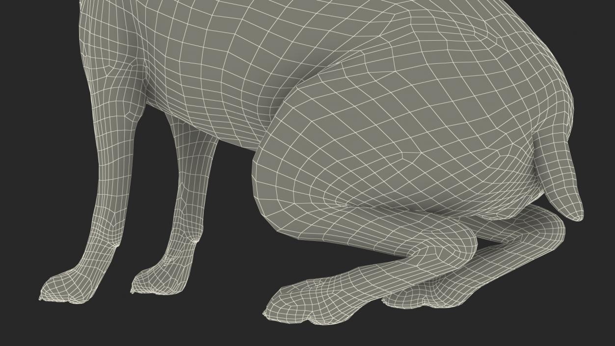 3D Lepus Americanus Sitting Pose Fur model