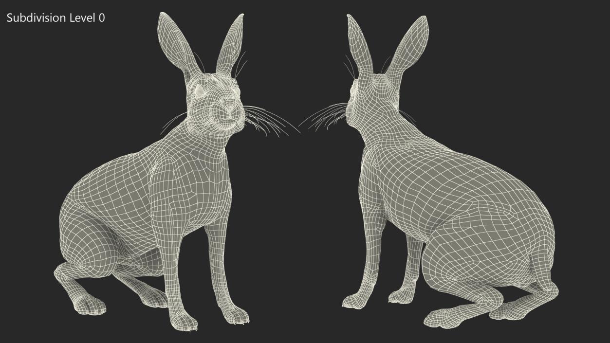 3D Lepus Americanus Sitting Pose Fur model