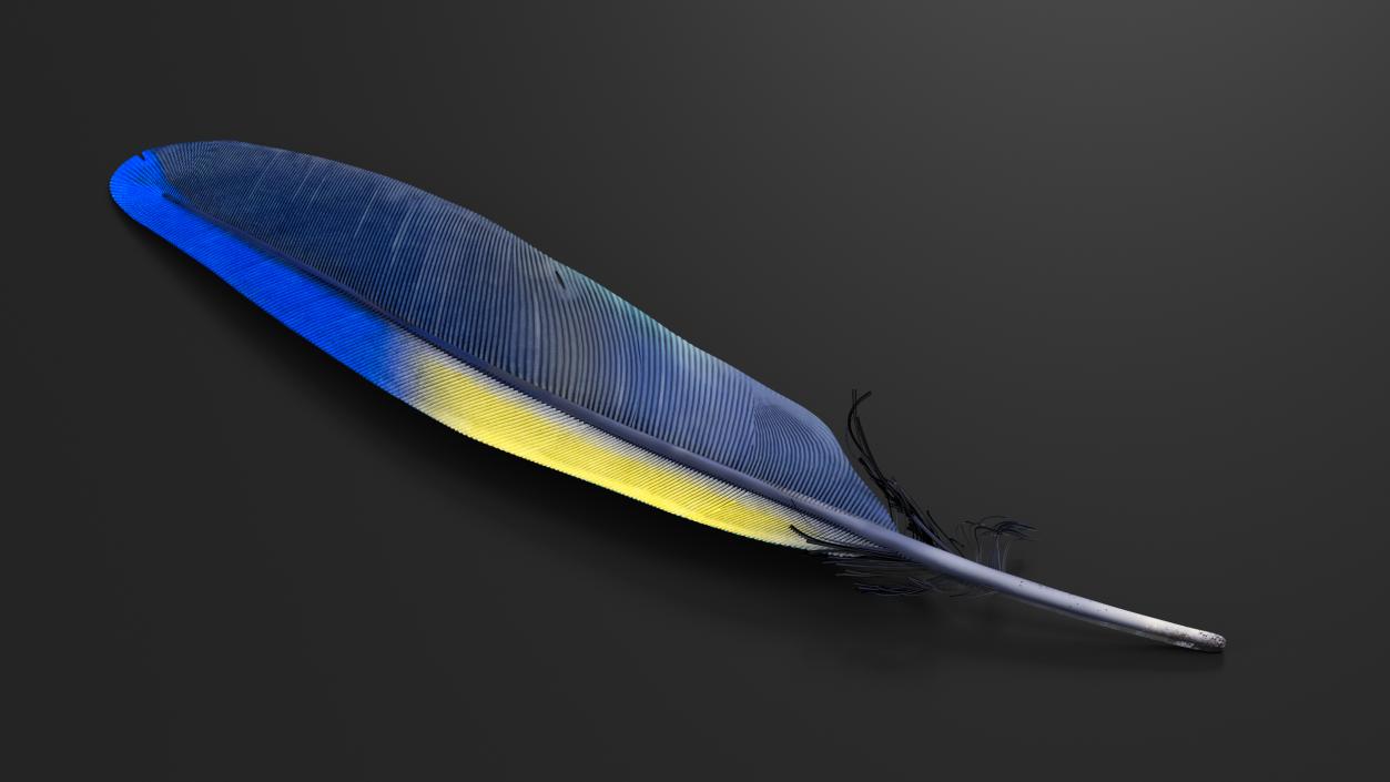 3D Amazon Parrot Feather 2 model